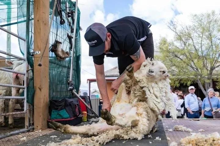 ▲在澳大利亚布罗瓦小镇羊毛节活动现场，一名男子在展示剪羊毛。（储晨 摄）
