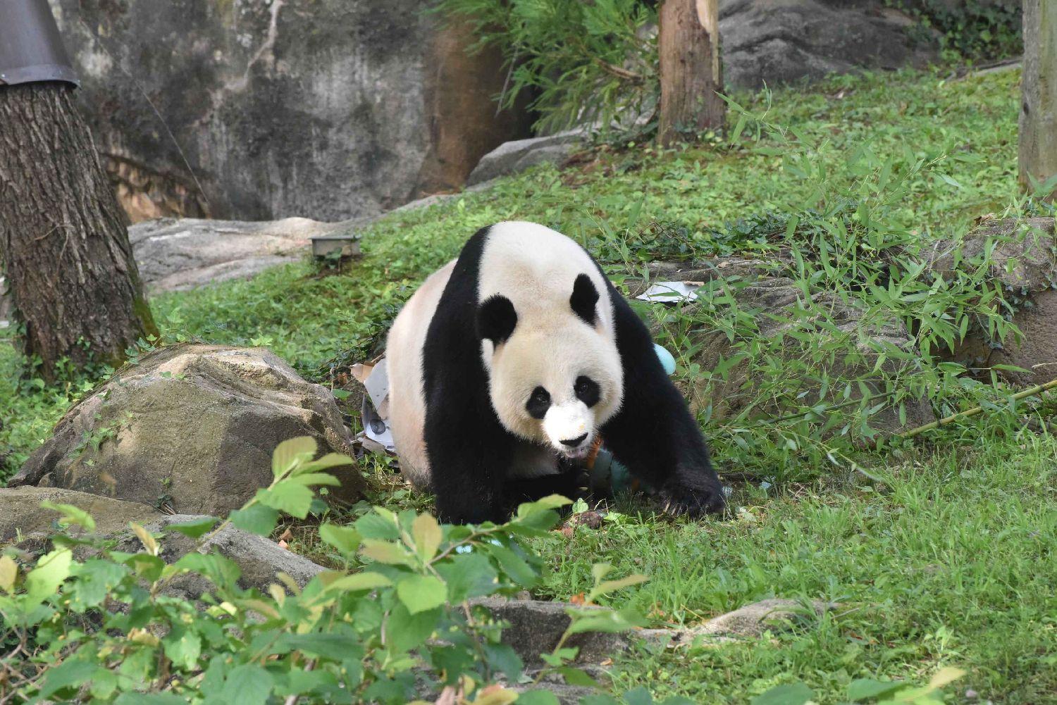 美国华盛顿动物园为旅美大熊猫“美香”一家举办告别派对|华盛顿_新浪财经_新浪网